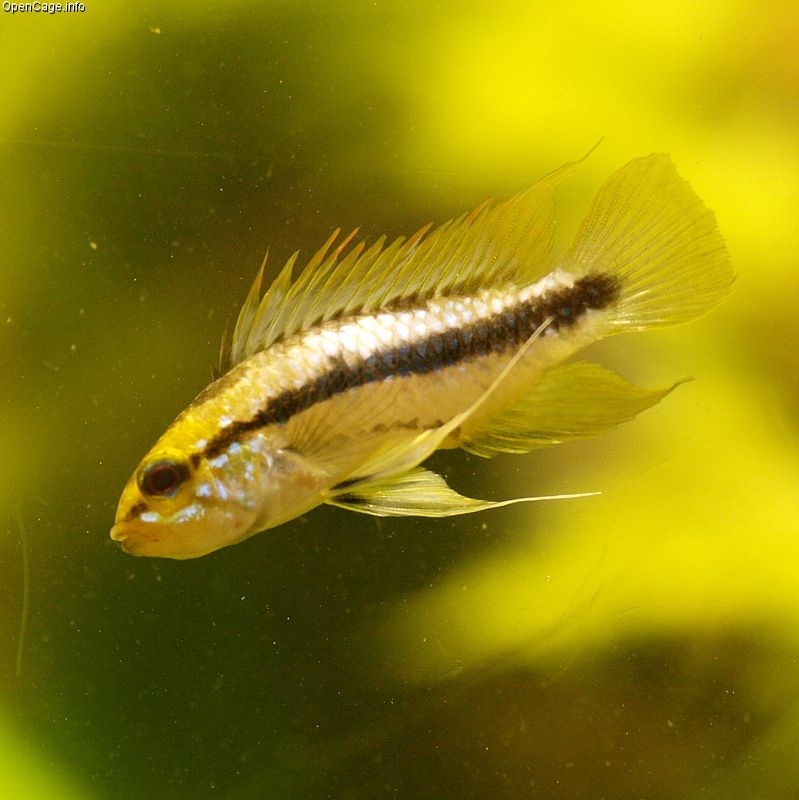 Three-stripe apisto (Apistogramma trifasciata) in an aquarium