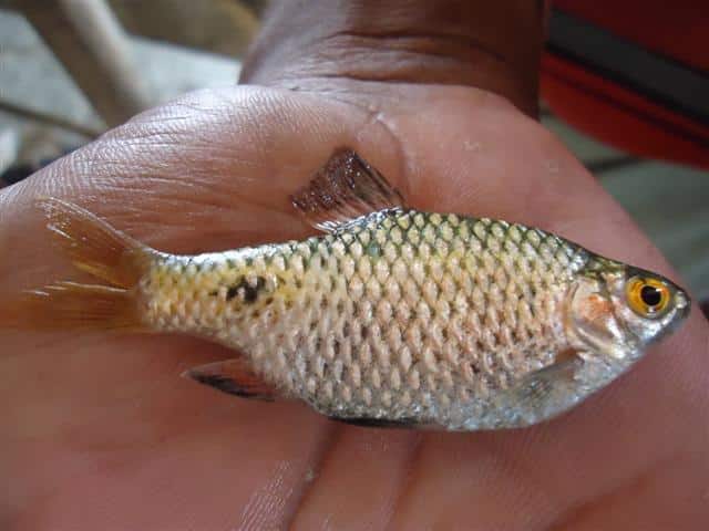 Ticto Barb - Pethia ticto