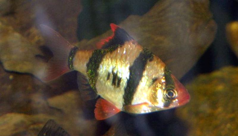 Tiger Barb (Puntigrus tetrazona) in aquarium