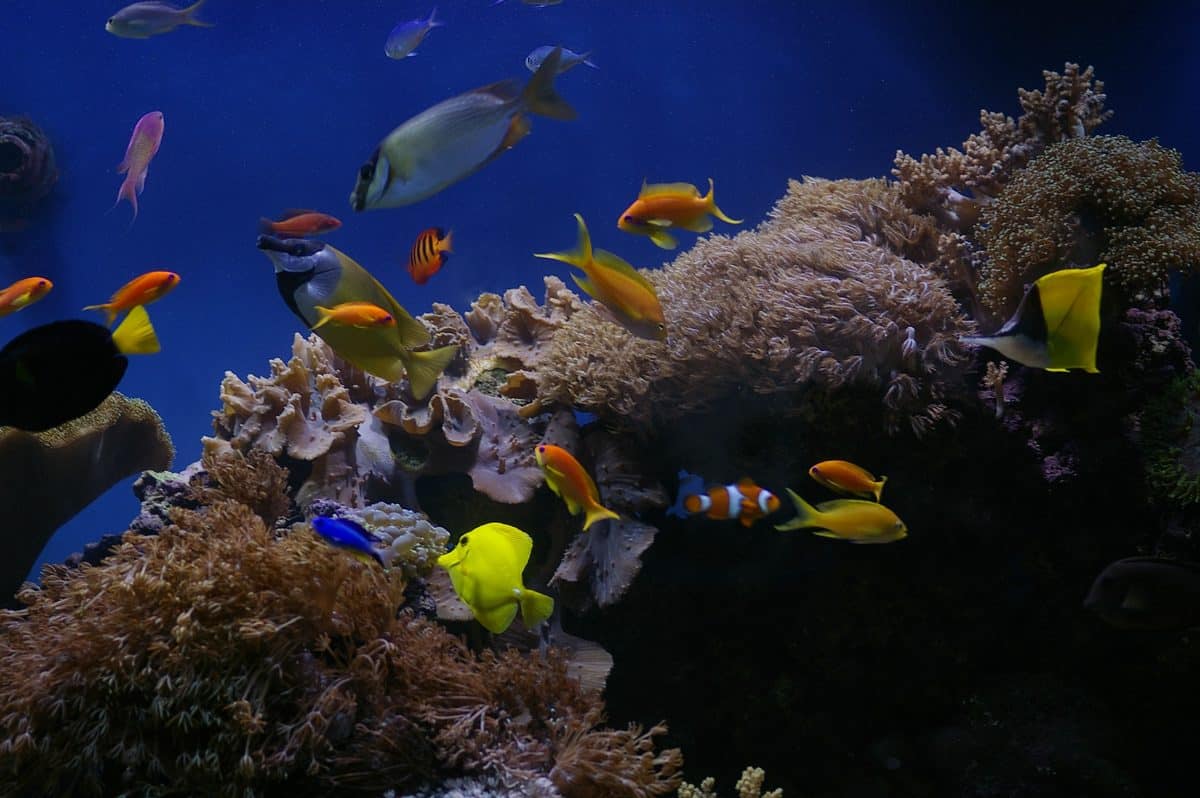 Colorful saltwater fish and corals in a reef aquarium