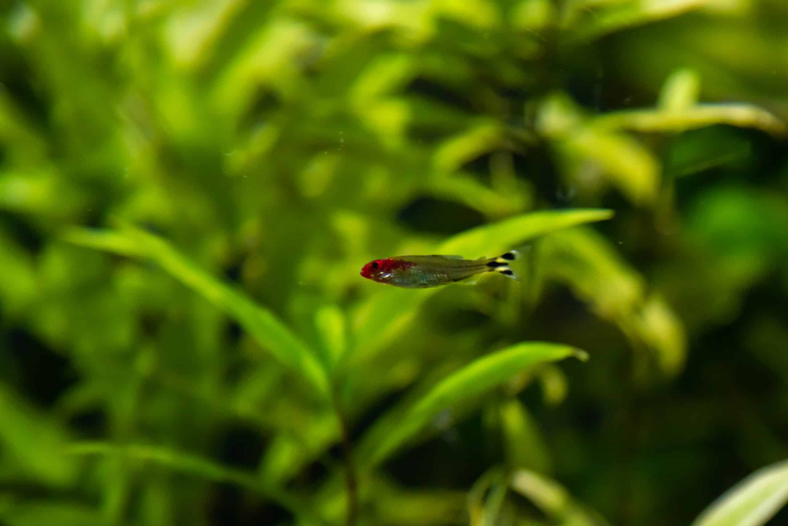 True rummy nose tetra showing the characteristic red nose and striped caudal fin
