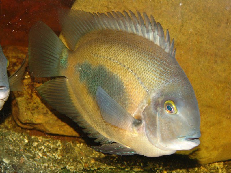 Uaru cichlid (Uaru amphiacanthoides) in an aquarium