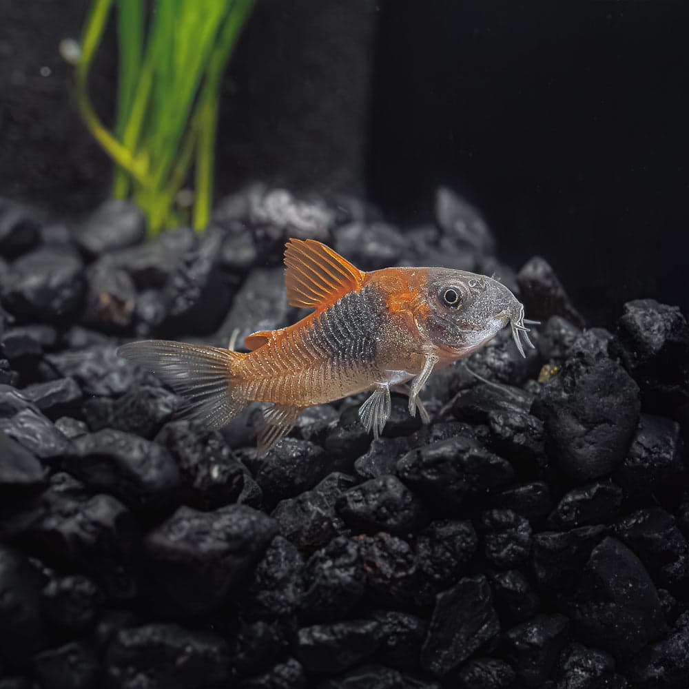 Venezuelan cory (Corydoras venezuelanus) showing distinctive orange-gold body coloration