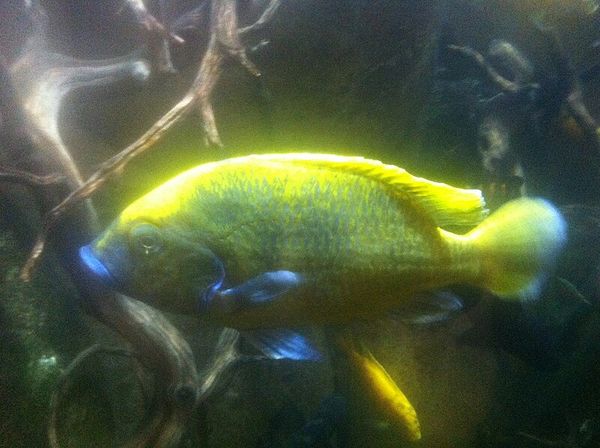 Venustus Cichlid in aquarium