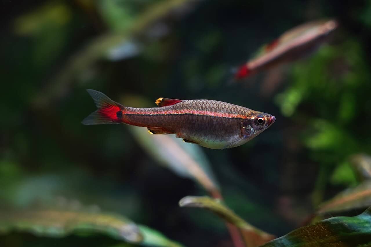 White cloud mountain minnow (Tanichthys albonubes) in planted aquarium