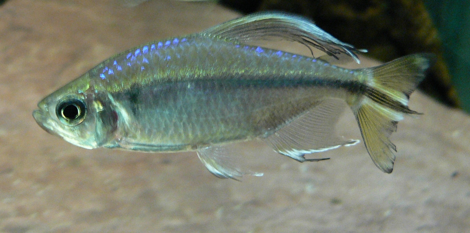 Yellow Congo Tetra (Alestopetersius caudalis) showing iridescent blue scales in an aquarium
