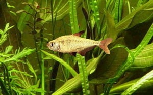 Yellow tetra (Hyphessobrycon bifasciatus) showing golden-yellow body coloration
